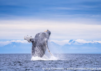 Humpback Whale Breach 311