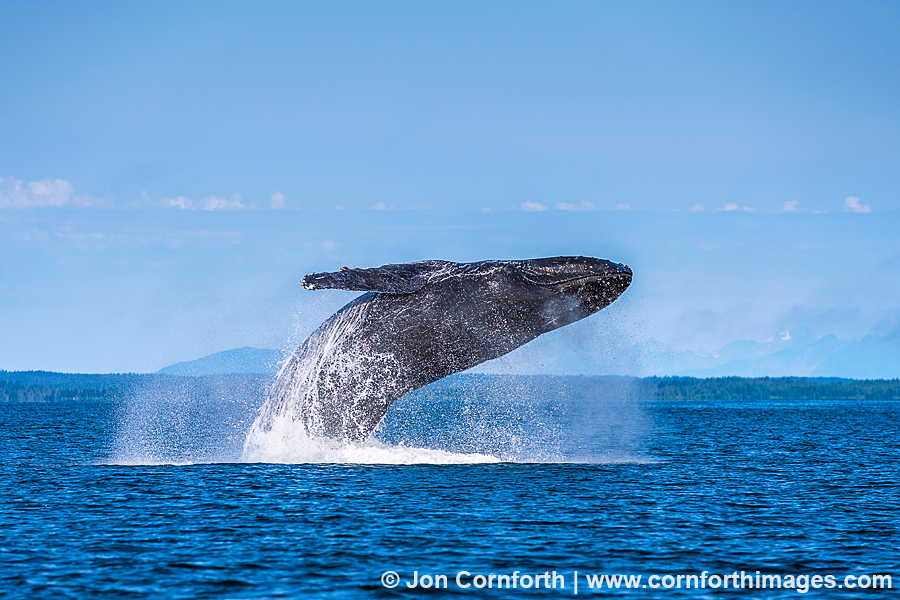 Humpback Whale Breach 314