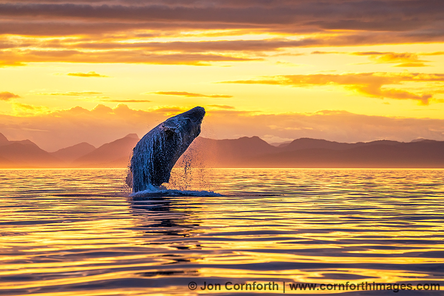 Humpback Whale Breach 316