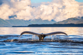 Humpback Whale Tail 203