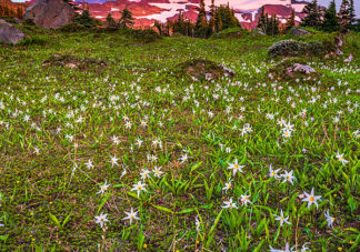 Spray Park Avalanche Lilies 1