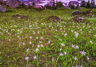 Spray Park Avalanche Lilies 3
