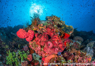 Komodo Coral Reef 1
