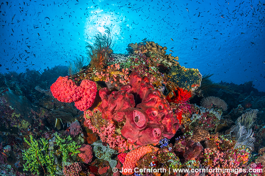 Komodo Coral Reef 1