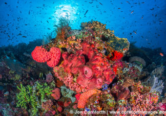 Komodo Coral Reef 2
