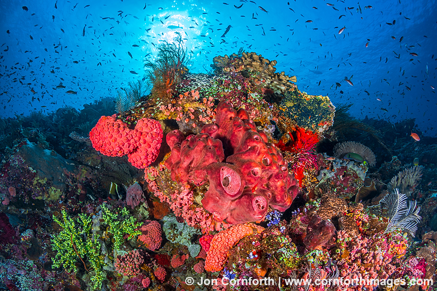 Komodo Coral Reef 2