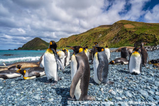 Macquarie Island King Penguins 11