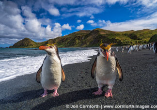 Macquarie Island Royal Penguins 10