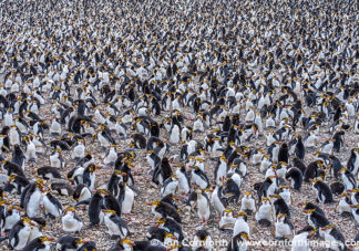 Macquarie Island Royal Penguins 11