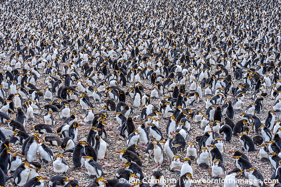 Macquarie Island Royal Penguins 11