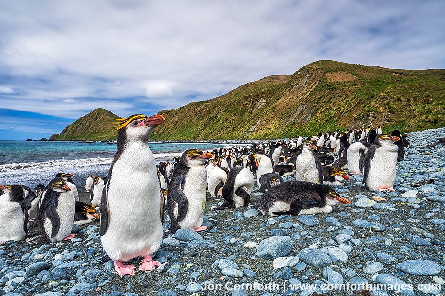 Macquarie Island Royal Penguins 2