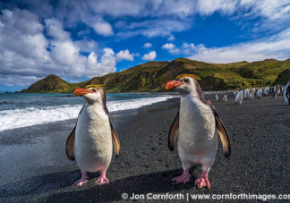 Macquarie Island Royal Penguins 9