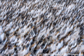 Macquarie Island Royal Penguins Abstract 2