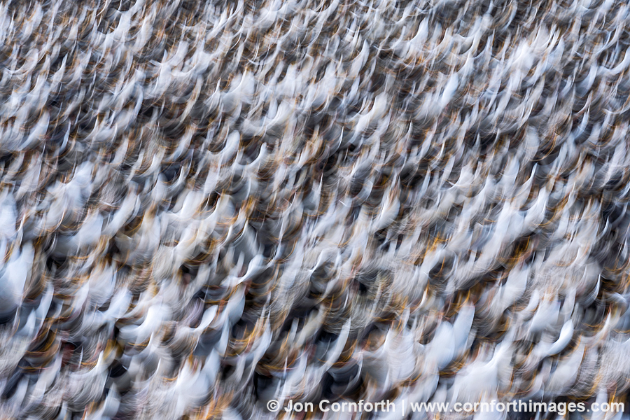 Macquarie Island Royal Penguins Abstract 2