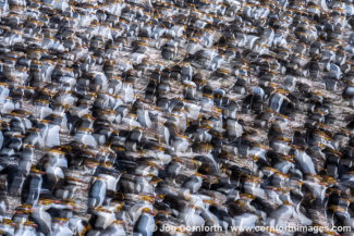 Macquarie Island Royal Penguins Abstract 7