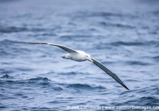 Southern Royal Albatross 3