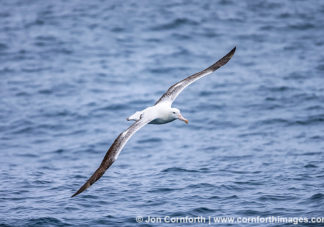 Southern Royal Albatross 4