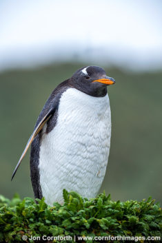 Macquarie Island Gentoo Penguin 1
