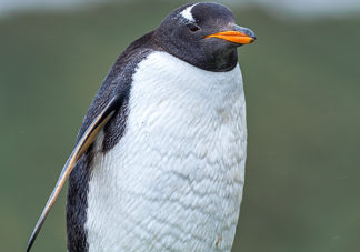 Macquarie Island Gentoo Penguin 1