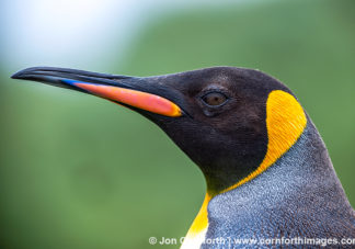 Macquarie Island King Penguins 21
