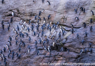 Snares Crested Penguin 2