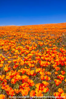 Antelope Valley Poppies 1