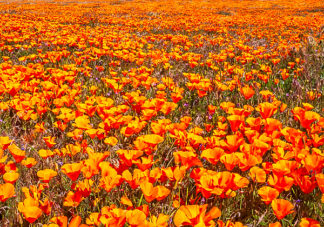 Antelope Valley Poppies 1