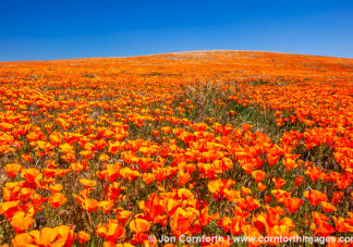 Antelope Valley Poppies 2