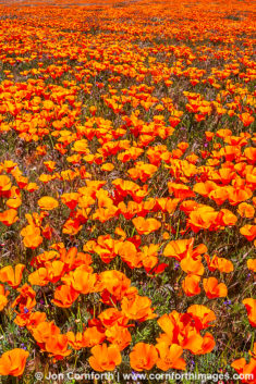 Antelope Valley Poppies 3