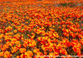Antelope Valley Poppies 4