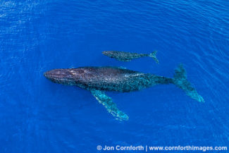Humpback Whale Mother & Calf Aerial 21