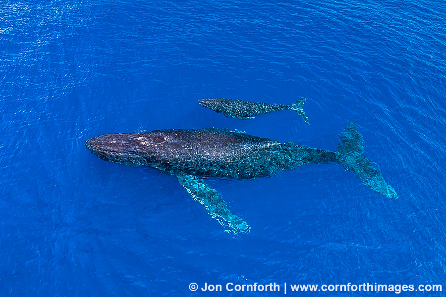 Humpback Whale Mother & Calf Aerial 21