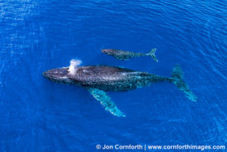 Humpback Whale Mother & Calf Aerial 22
