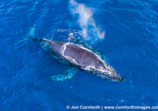 Humpback Whale Mother & Calf Aerial 23