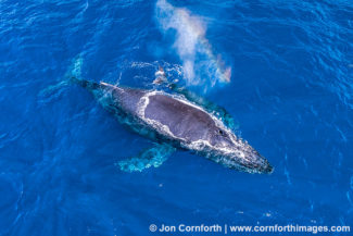 Humpback Whale Mother & Calf Aerial 23