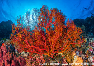 Komodo Coral Reef 3
