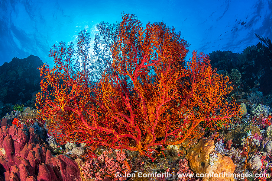 Komodo Coral Reef 3