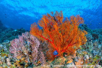Komodo Coral Reef 4