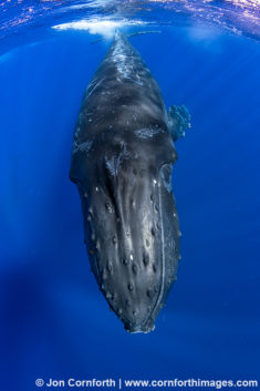 Humpback Whale 103