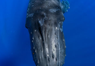 Humpback Whale 103