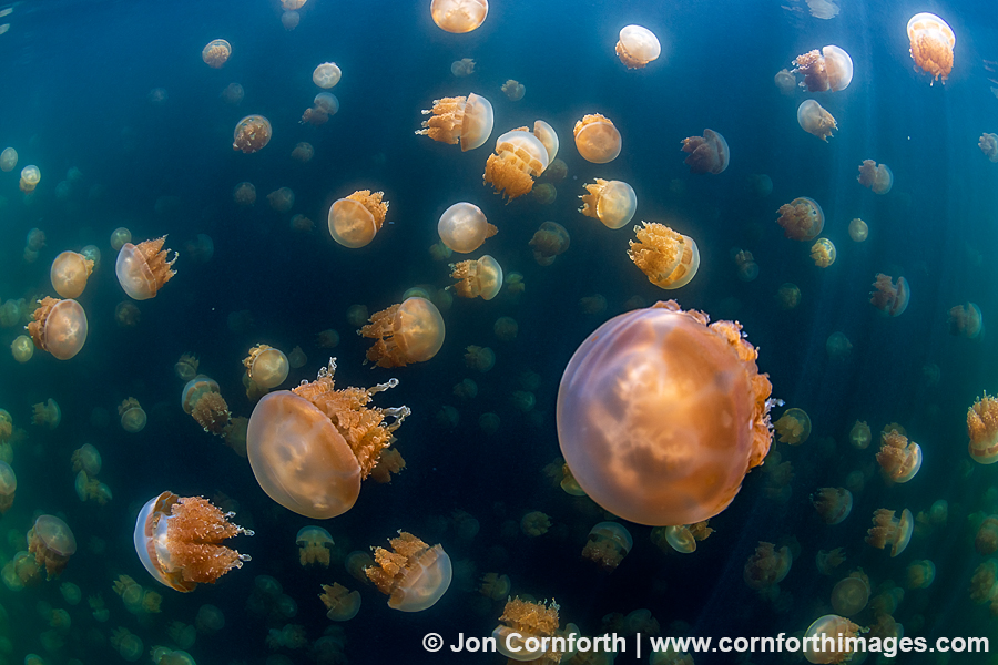 Jellyfish Lake 1