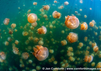 Jellyfish Lake 10