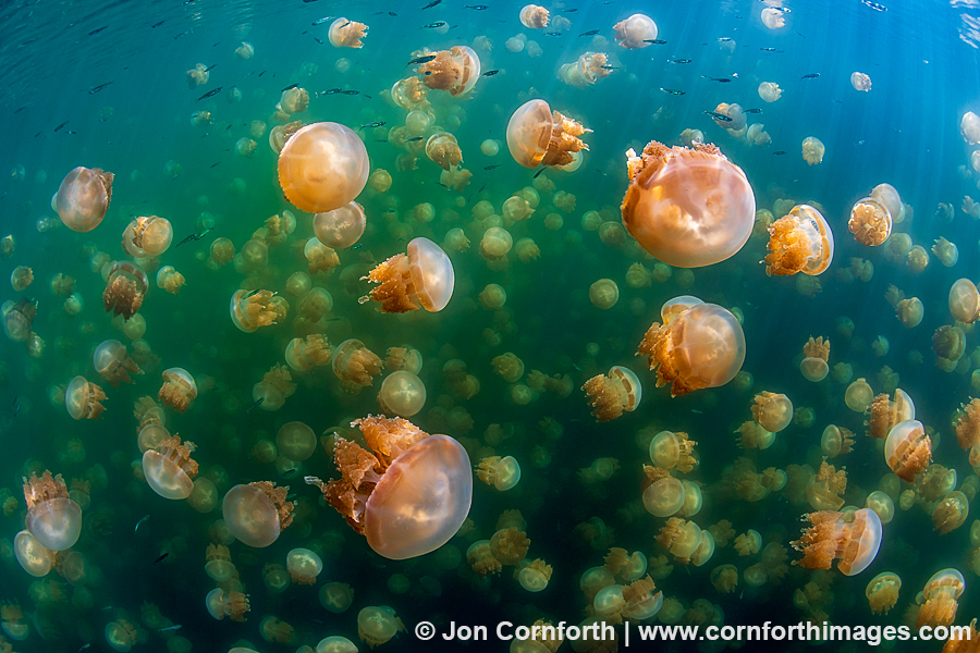 Jellyfish Lake 10