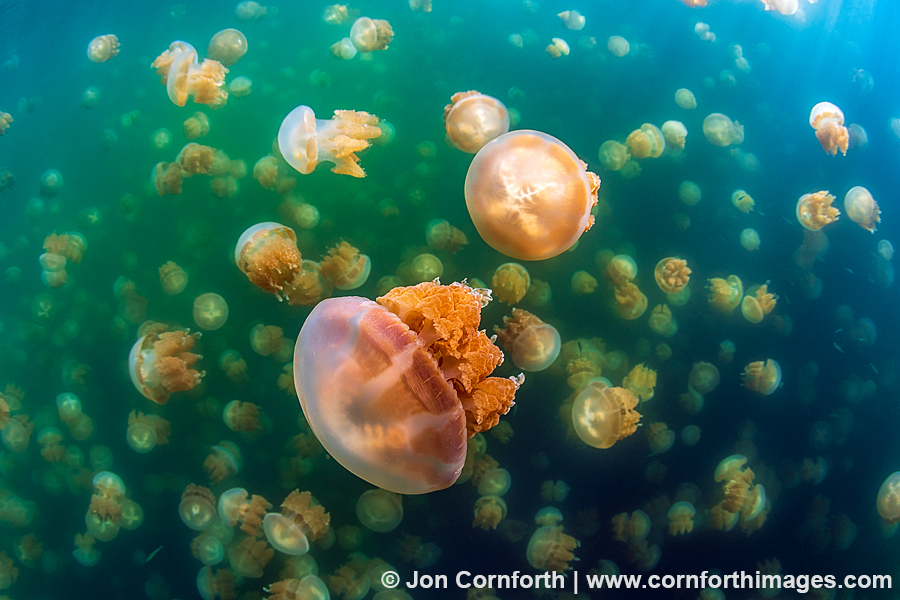 Jellyfish Lake 11