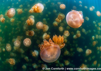 Jellyfish Lake 12