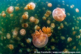 Jellyfish Lake 12