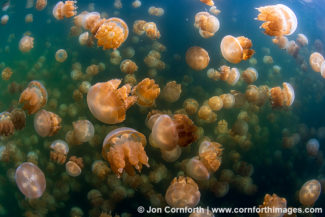 Jellyfish Lake 13