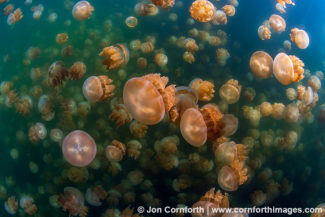 Jellyfish Lake 14