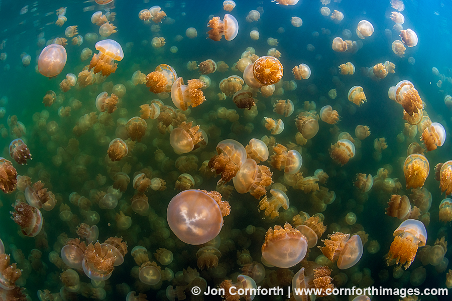 Jellyfish Lake 15