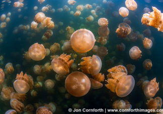 Jellyfish Lake 16